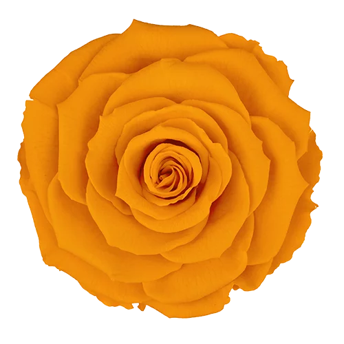 XL Preserved Roses Solid Colors - Pack of 6