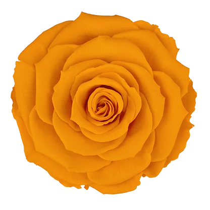 XL Preserved Roses Solid Colors - Pack of 6 - BMade