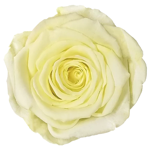 XL Preserved Roses Solid Colors - Pack of 6