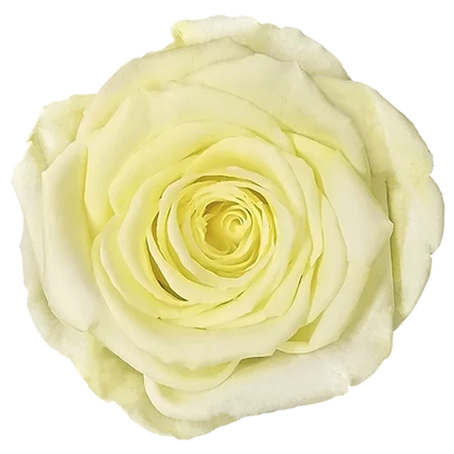 XL Preserved Roses Solid Colors - Pack of 6 - BMade