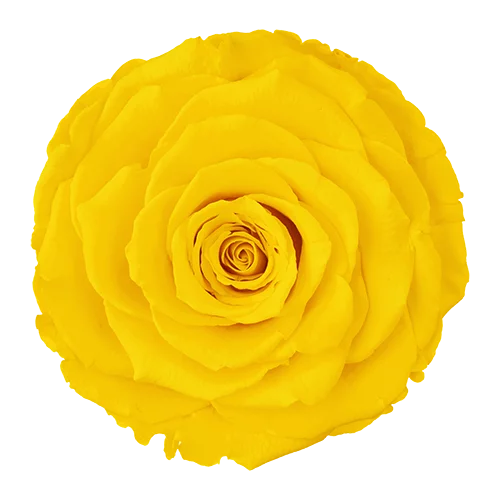 LUXURY 1 PRESERVED ROSE ARRANGEMENT LL+ - DOME GIFT BOX
