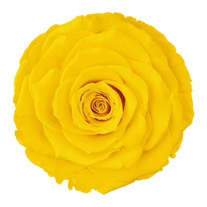 XL Preserved Roses Solid Colors - Pack of 6 - BMade