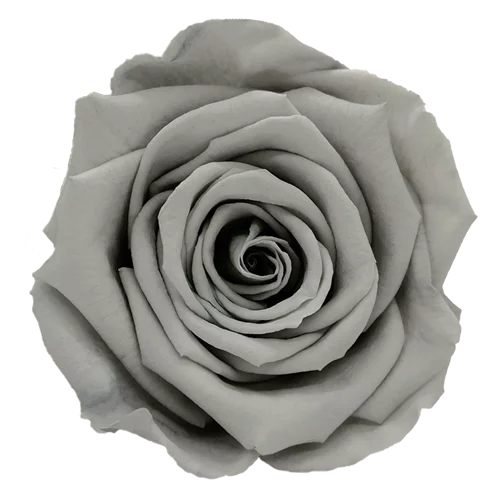 XL Preserved Roses Solid Colors - Pack of 6 - BMade