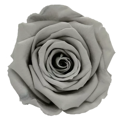 XL Preserved Roses Solid Colors - Pack of 6 - BMade