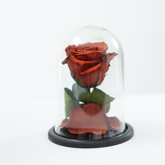 LUXURY 1 PRESERVED ROSE ARRANGEMENT LL+ - DOME GIFT BOX