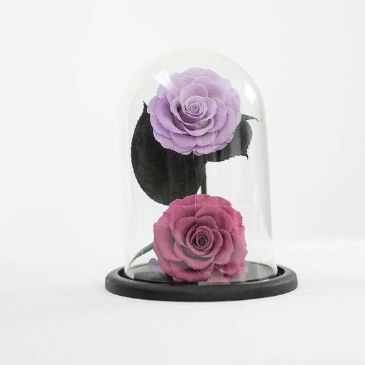 LUXURY 2 PRESERVED ROSE ARRANGEMENT - DOME GIFT BOX