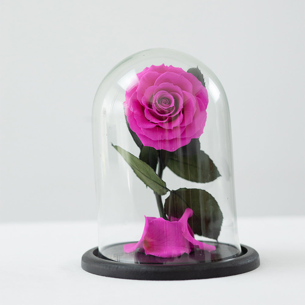 LUXURY 1 PRESERVED ROSE ARRANGEMENT SMALL BONITA - DOME GIFT BOX