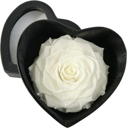 GB10 - BONITA - Available in all of our color range - BMade