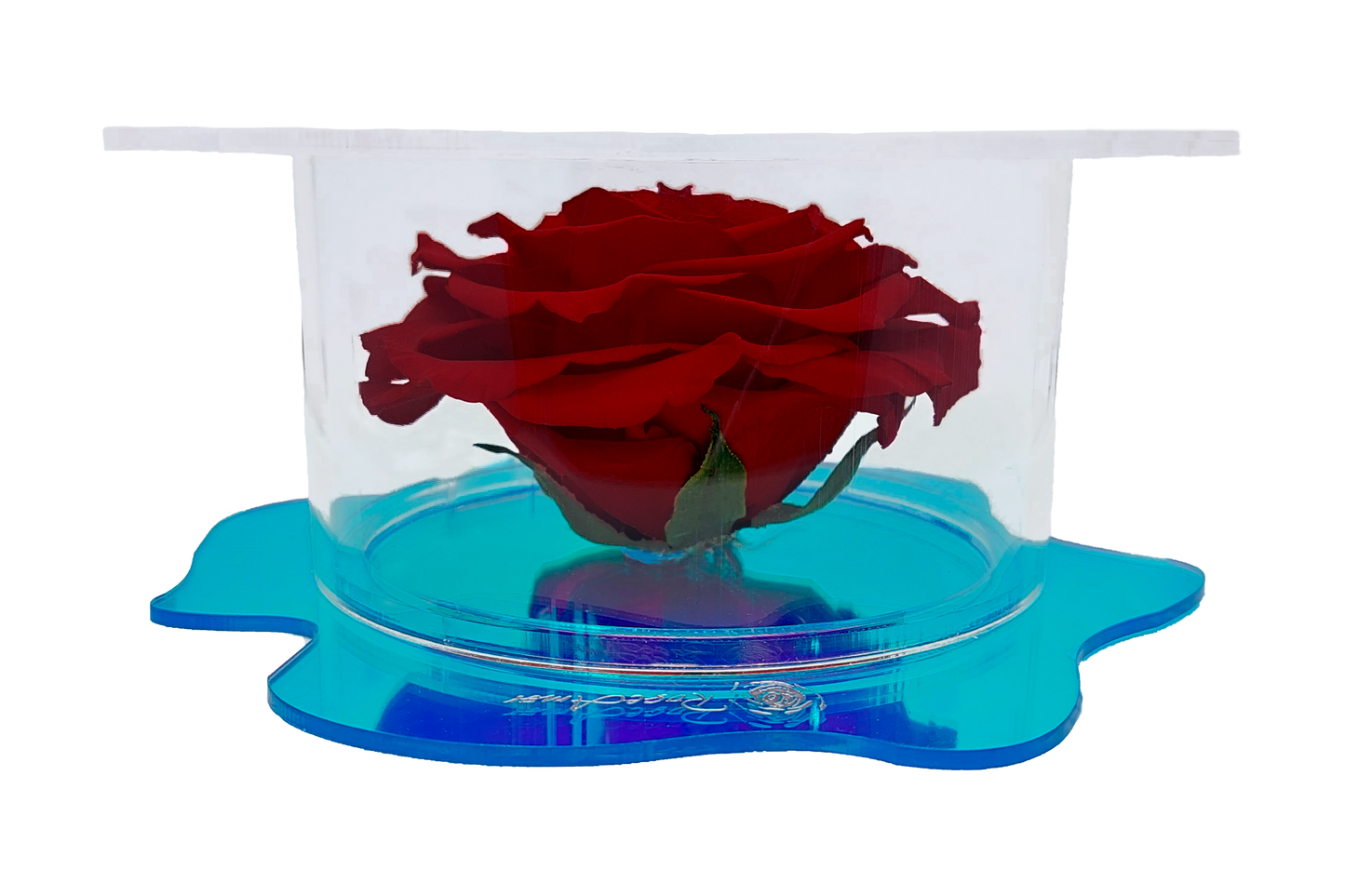 LUXURY 1 PRESERVED ROSE ARRANGEMENT XXL BONITA - ACRYLIC GIFT BOX