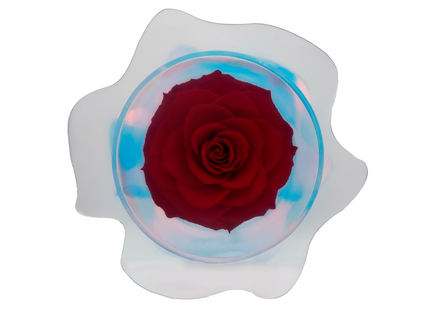 LUXURY 1 PRESERVED ROSE ARRANGEMENT XXL BONITA - ACRYLIC GIFT BOX