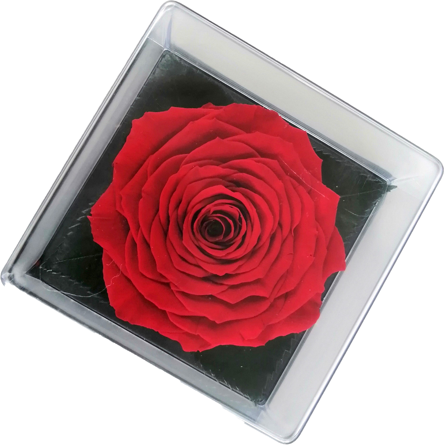 LUXURY 1 PRESERVED ROSE ARRANGEMENT - ACRYLIC GIFT BOX - BMade