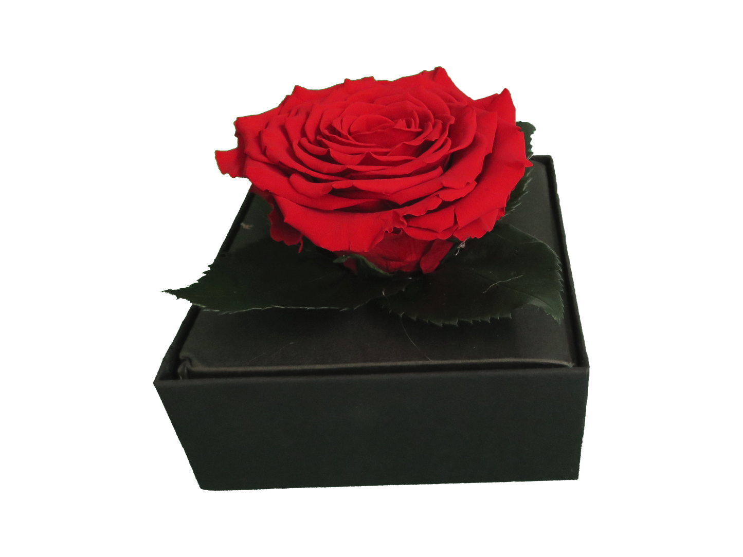 LUXURY 1 PRESERVED ROSE ARRANGEMENT - ACRYLIC GIFT BOX - BMade