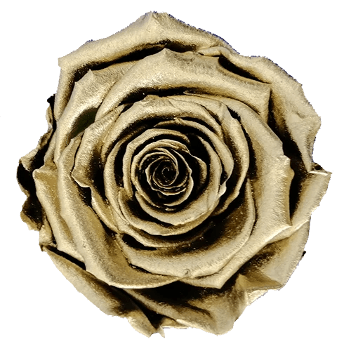 Rosas preservadas BELLA metalizadas - Paquete de 4