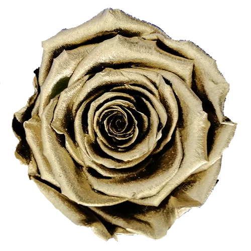 XL Preserved Roses Metallic - Pack of 6