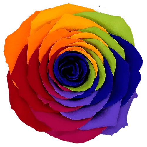 BELLA Preserved Roses Rainbow - Pack 4