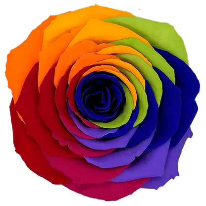 XL Preserved Roses Rainbow - Pack of 6 - BMade