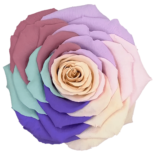 BELLA Preserved Roses Rainbow - Pack 4