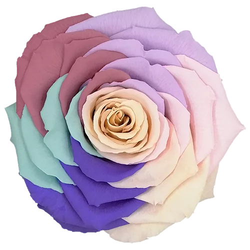 XL Preserved Roses Rainbow - Pack of 6