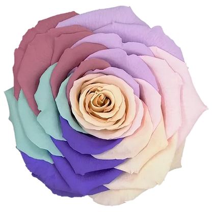 XL Preserved Roses Rainbow - Pack of 6 - BMade