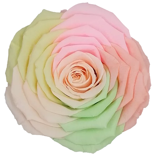 XL Preserved Roses Rainbow - Pack of 6