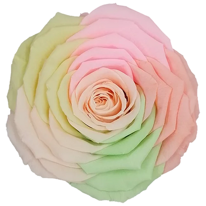 XL Preserved Roses Rainbow - Pack of 6 - BMade