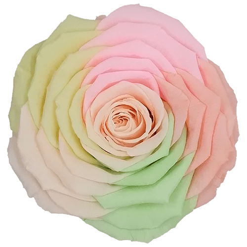 Rosas preservadas BELLA Arcoiris - Paquete de 4