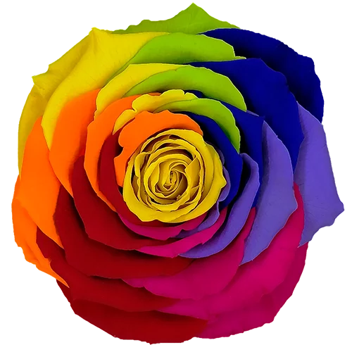 LL+ Preserved Roses Rainbow - Pack of 6