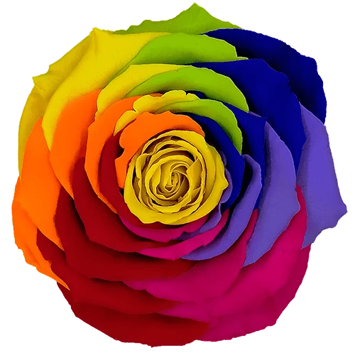 Rosas preservadas BELLA Arcoiris - Paquete de 4