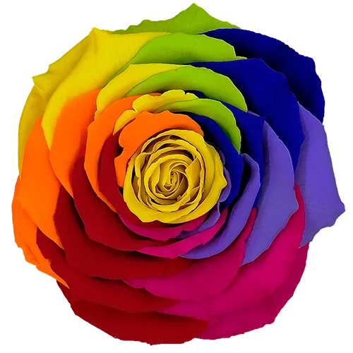 XL Preserved Roses Rainbow - Pack of 6
