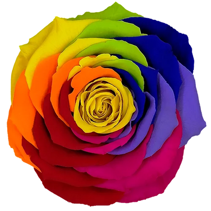 XL Preserved Roses Rainbow - Pack of 6 - BMade