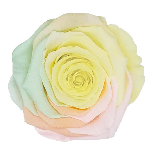 Rosas preservadas BELLA Arcoiris - Paquete de 4