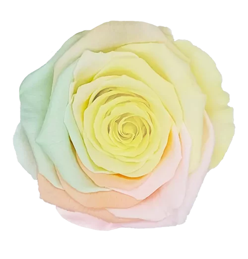 XL Preserved Roses Rainbow - Pack of 6