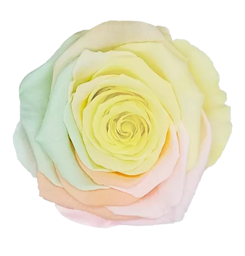 Rosas preservadas XL Arcoiris - Paquete de 6