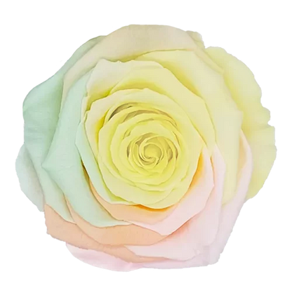 XL Preserved Roses Rainbow - Pack of 6 - BMade