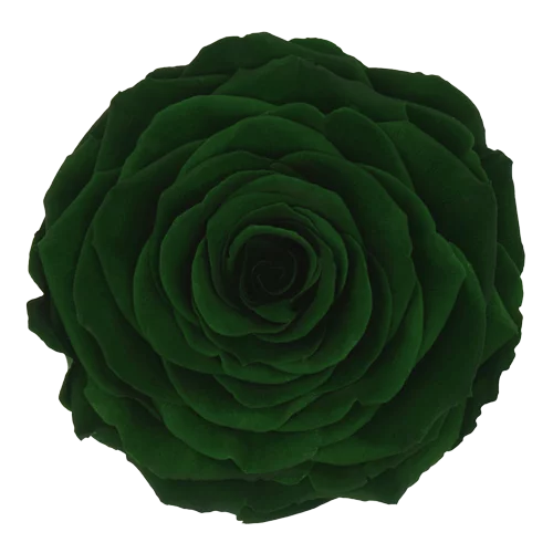 BELLA Preserved Roses Solid Colors - Pack 4