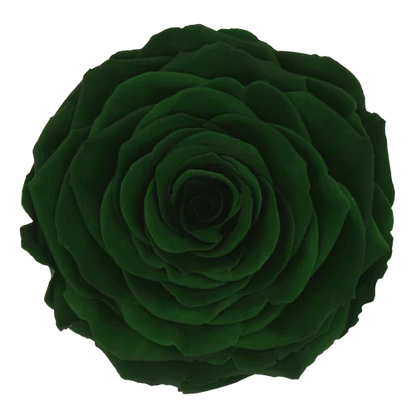XL Preserved Roses Solid Colors - Pack of 6 - BMade