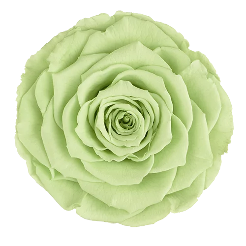 LL+ Preserved Roses Solid Colors - Pack of 6 - BMade
