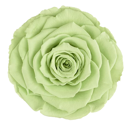 XL Preserved Roses Solid Colors - Pack of 6 - BMade
