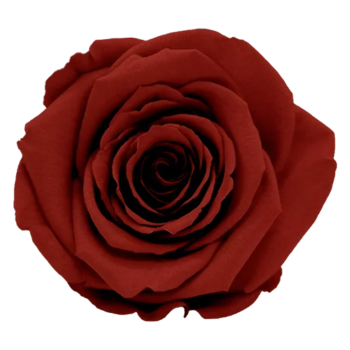 XL Preserved Roses Solid Colors - Pack of 6 - BMade