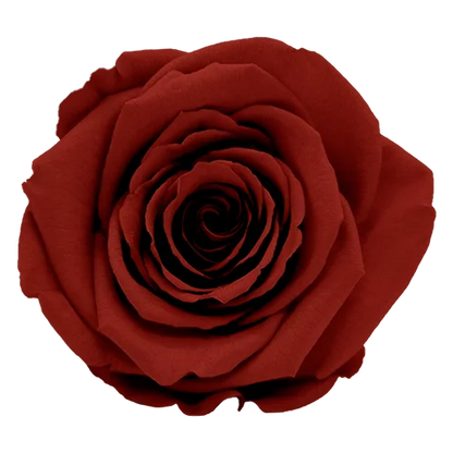 XL Preserved Roses Solid Colors - Pack of 6 - BMade