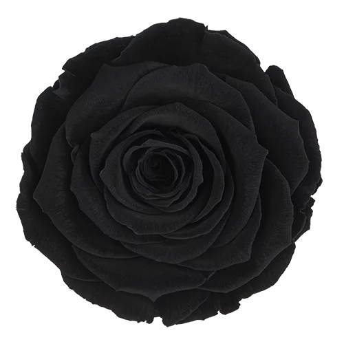 XL Preserved Roses Solid Colors - Pack of 6