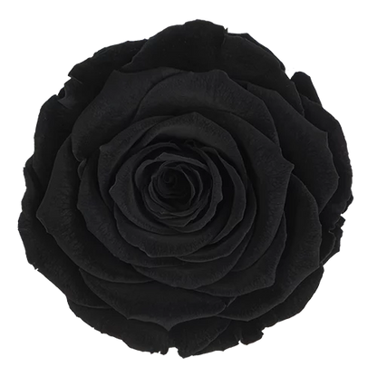 XL Preserved Roses Solid Colors - Pack of 6 - BMade