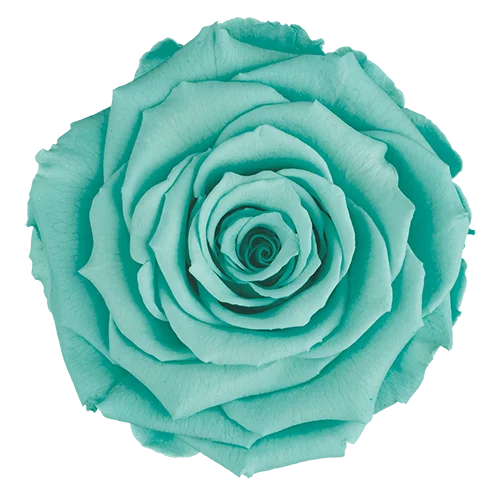 LL+ Preserved Roses Solid Colors - Pack of 6