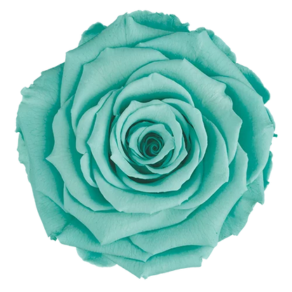 XL Preserved Roses Solid Colors - Pack of 6 - BMade
