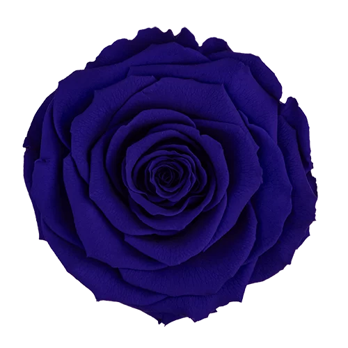 LUXURY 1 PRESERVED ROSE ARRANGEMENT SMALL BONITA - DOME GIFT BOX