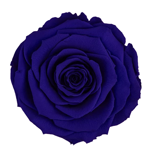 XL Preserved Roses Solid Colors BLUE 03 - Pack of 6 - Stock