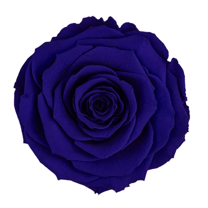 XL Preserved Roses Solid Colors - Pack of 6 - BMade