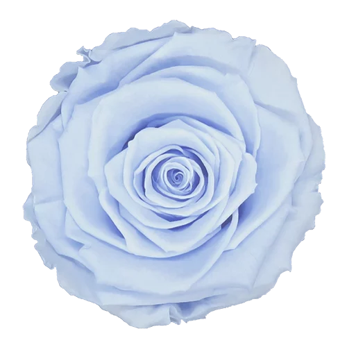 LL+ Preserved Roses Solid Colors BLUE 89 - Pack of 6 - Stock