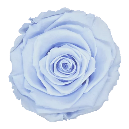 XL Preserved Roses Solid Colors - Pack of 6 - BMade