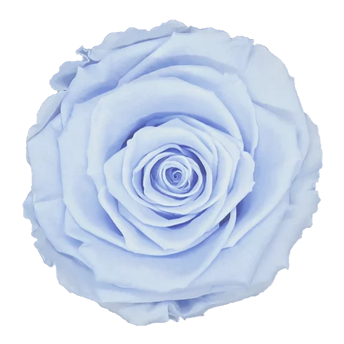 LUXURY 1 PRESERVED ROSE ARRANGEMENT LL+ - DOME GIFT BOX